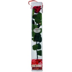 Rosa Eterna Premium