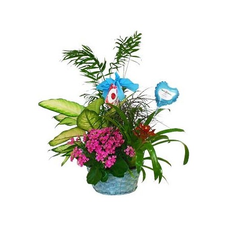 Light blue Plants Basket