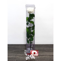 Rosa Eterna Premium Blanca