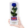 UK Eternity Rose