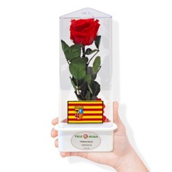 Rosa Eterna Aragón