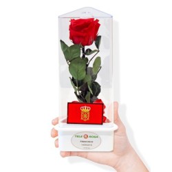 Navarra eternal rose