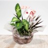 Basket of plants girl