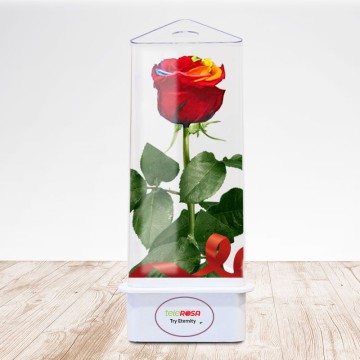 TriEternity Eternal Rose