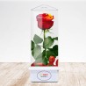 TriEternity Eternal Rose
