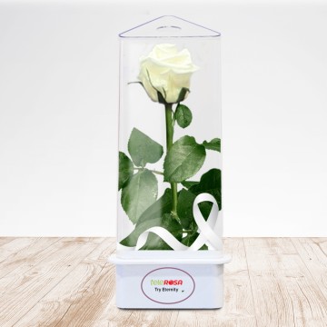 TriEternity Eternal Rose