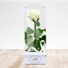TriEternity Eternal Rose