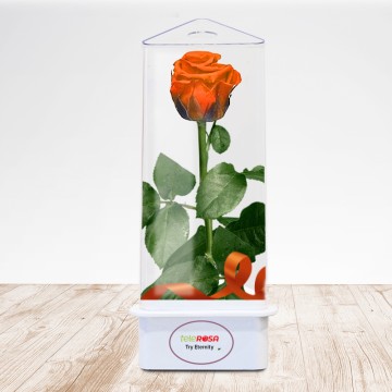 TriEternity Eternal Rose