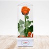 TriEternity Eternal Rose