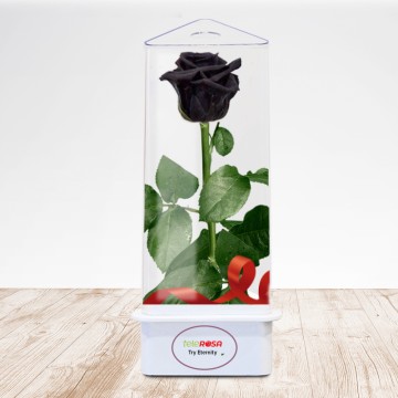TriEternity Eternal Rose
