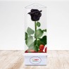 TriEternity Eternal Rose