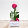 TriEternity Eternal Rose