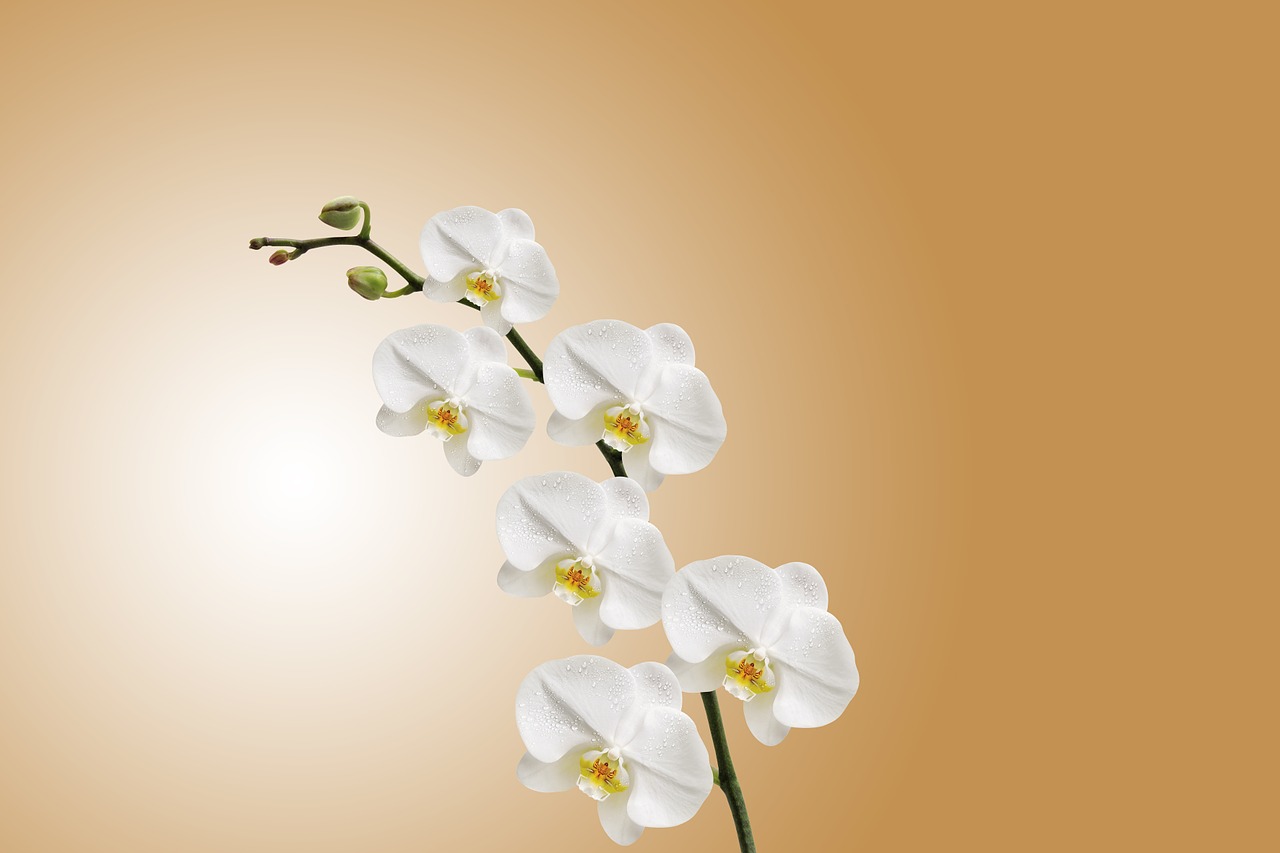 orquidea blanca recibiendo ventilacion