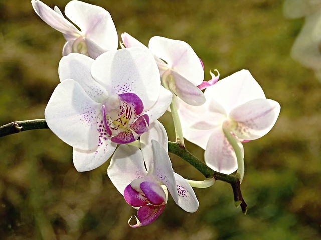 orquidea blanca y morada floreciendo