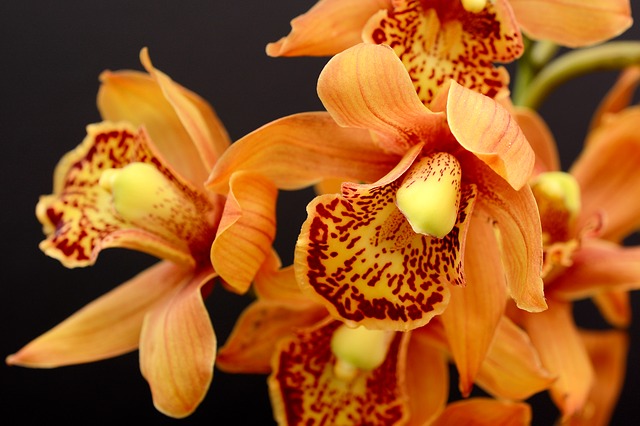 orquidea de color naranja