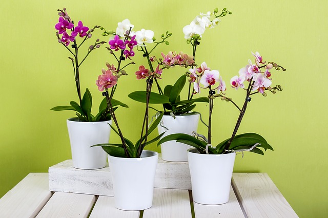 4 orquideas en macetas
