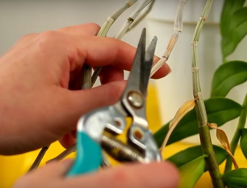 podando una orquidea