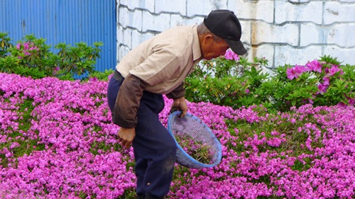 hombre japones plantando jardín