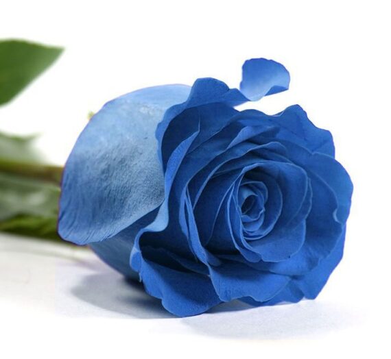 ¿Quiero una rosa azul?