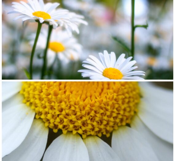 Más que una flor, un conjunto de flores