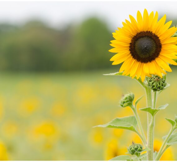 Cómo plantar y cuidar un girasol