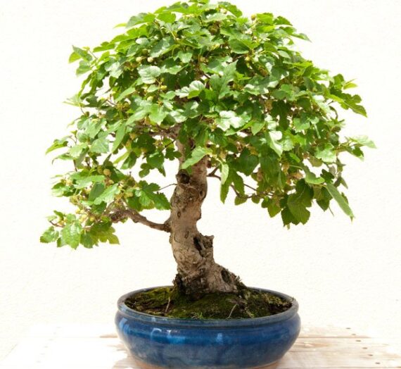 Significado de regalar un bonsai