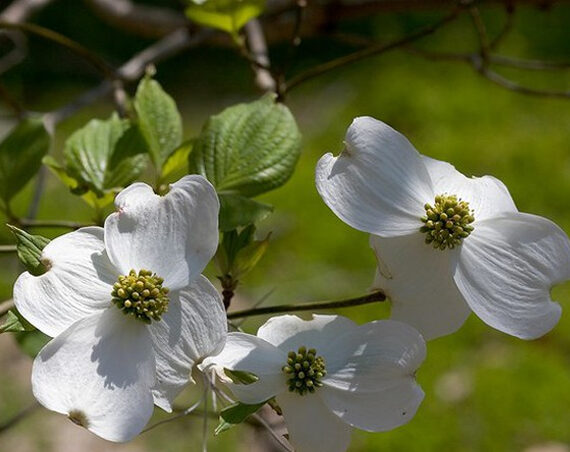 La Cornus Florida: una flor muy curiosa