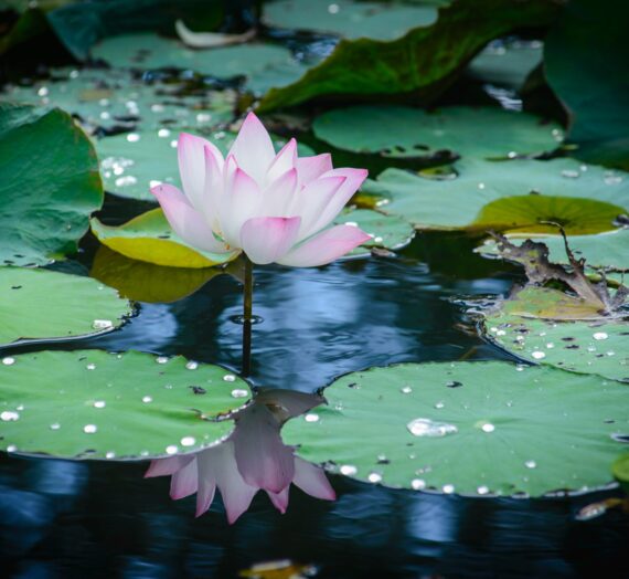 El significado de la flor de loto