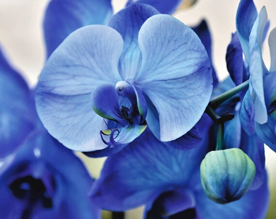 Para veranos cálidos, plantas azules