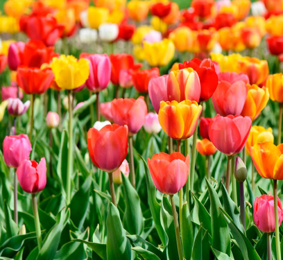 Significado de regalar flores según su color