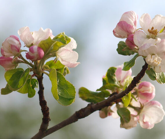 Abril: mes de la primavera y las flores