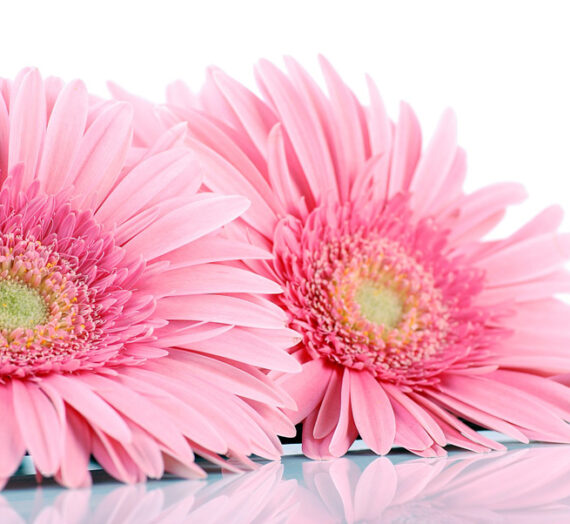 Conociendo la belleza de la gerbera