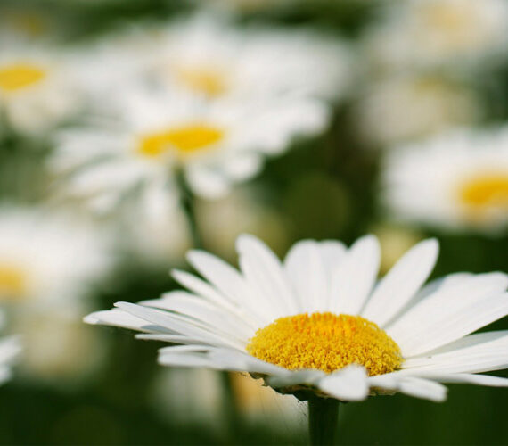 La margarita, una flor de cuento