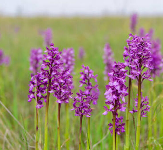 ¿Conoces la orquídea salvaje?