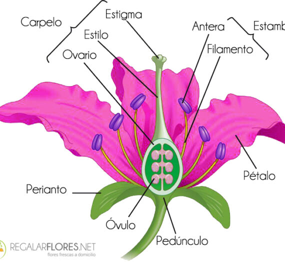 Las partes de la flor