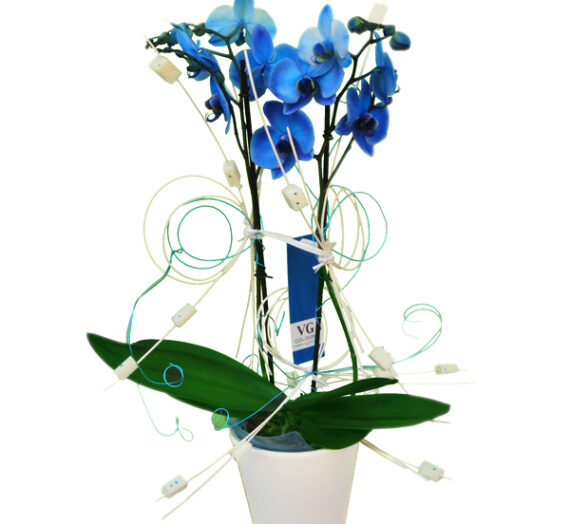 En junio sorteamos tres orquídeas azules: ¡apúntate a nuestro concurso!