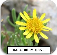 Cádiz inula chritmoides