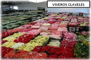 Cádiz viveros claveles