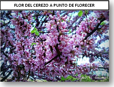 Jaén flor del cerezo a punto de florecer