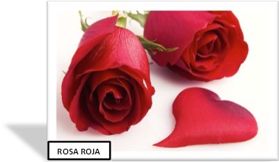 Madrid regalo rosas