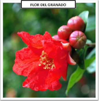 granada flor de granado