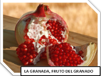 granada fruto del granado
